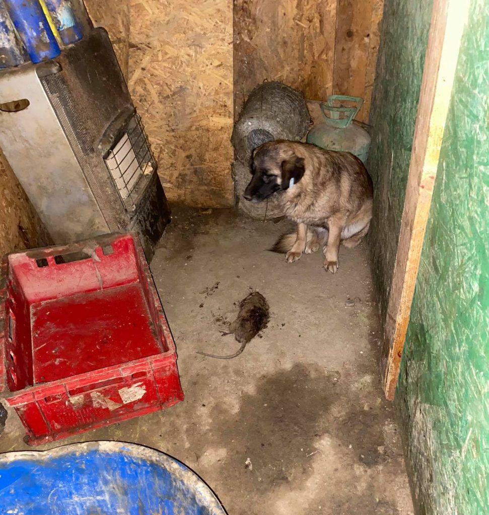 IMAGINI EXTREM DE ȘOCANTE din „Adăpostul groazei”, din București, unde au fost incendiați căței! S-au găsit animale în descompunere și câini care stăteau cu șobolani morți lângă ei! Cum este posibil așa ceva în 2021, într-o Capitală din Uniunea Europeană?
