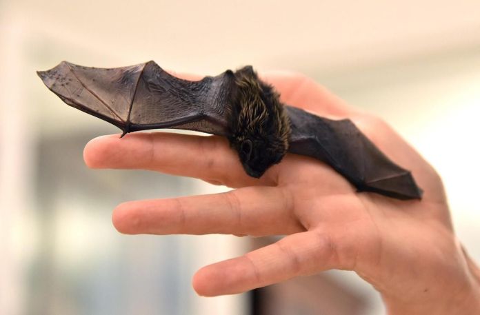 Un caz extrem de rar de rabie transmis de lilieci, identificat in Franta. „Au trecut 35 de ani de când acest lucru s-a întâmplat la nivel global”