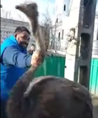 Scene grotești transmise LIVE, pe Facebook. Mai mulți romi din Murgeni fugăresc un struț, după care îl taie. “Share masiv, să ajungem la știri!” / VIDEO