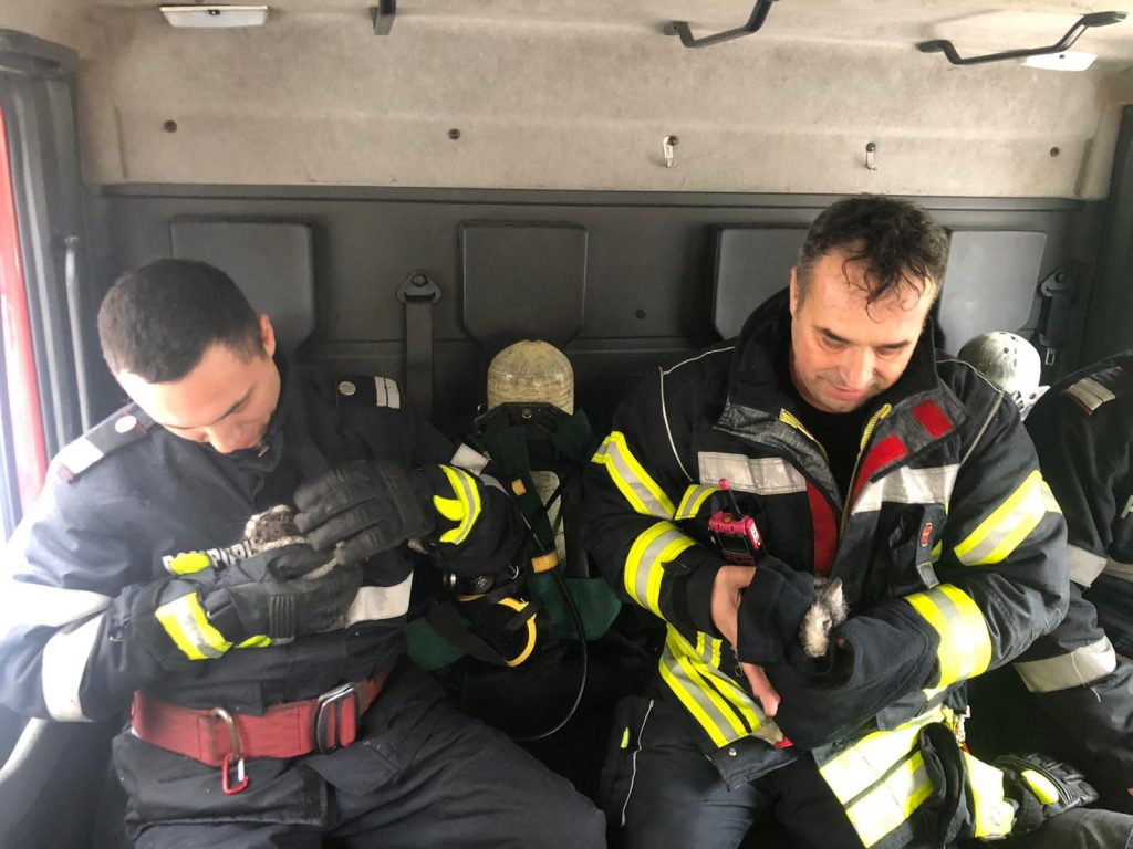 Doi pui de iepure, salvați de pompieri dintr-un incendiu izbucnit într-un bloc din Capitală (VIDEO)