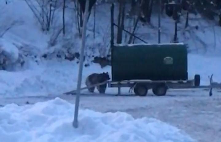 A fost prins ursul care a fugărit un schior pe pârtia din Predeal. Ce s-a întâmplat cu animalul (VIDEO)