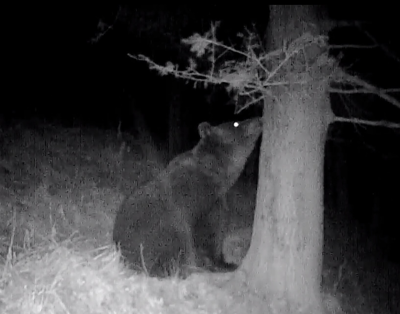 „Baloo” din Cartea Junglei a fost filmat în Munții Retezat, în timp ce se scărpina de un copac! Imagini fabuloase postate de Romsilva!