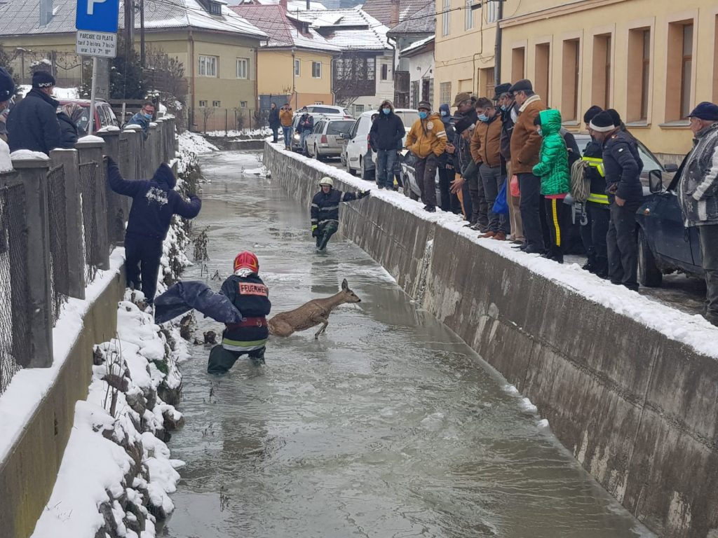 Imagini sfâșietoare cu o căprioară prinsă în sloiurile de gheață ale unui râu, surprinse în Alba! A fost salvată de pompieri!