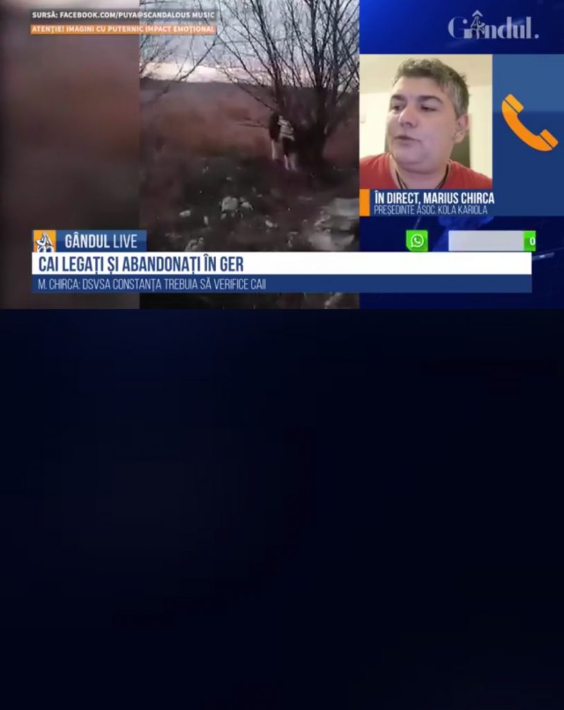 Marius Chirca la GÂNDUL LIVE, despre cei 40 de cai găsiți la Techirghiol: „Povestea cailor e cusută cu ață albă”