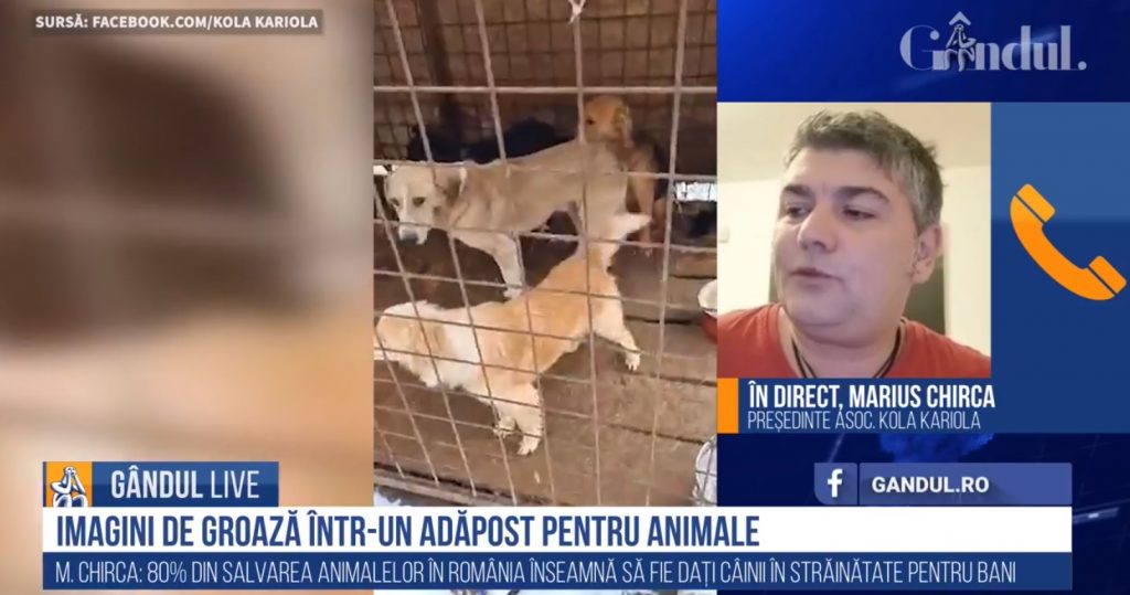 GÂNDUL LIVE. Marius Chirca, despre adăpostul de animale al Primăriei Târgu Lăpuș: În premieră pentru România, adăpostul a fost închis definitiv! / 80% din Protecția Animalelor din România înseamnă vânzarea câinilor în străinătate – VIDEO