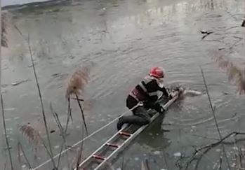 GÂNDUL LIVE. Un câine căzut într-un râu înghețat, salvat în ultima clipă de pompierii din Alba