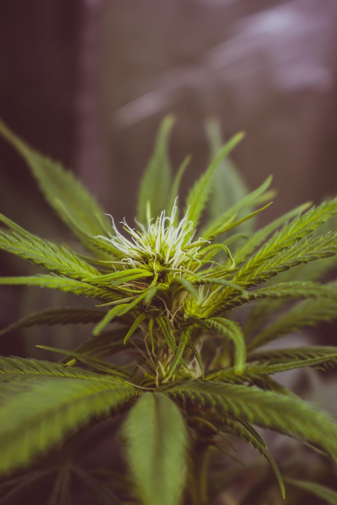 Cânepa, în atenția DIICOT: Orice produs care conţine THC, indiferent de concentraţie, se încadrează noţiunii de drog. 23 de percheziții au fost efectuate marți