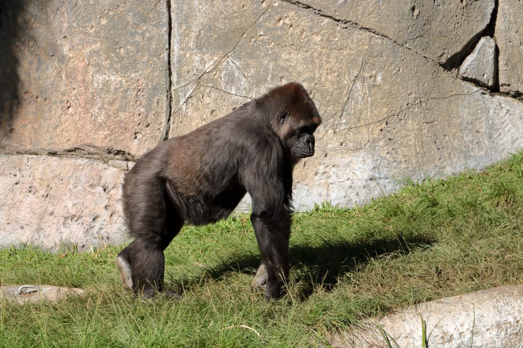 Două gorile de la o grădină zoologică din California au fost depistate cu COVID-19