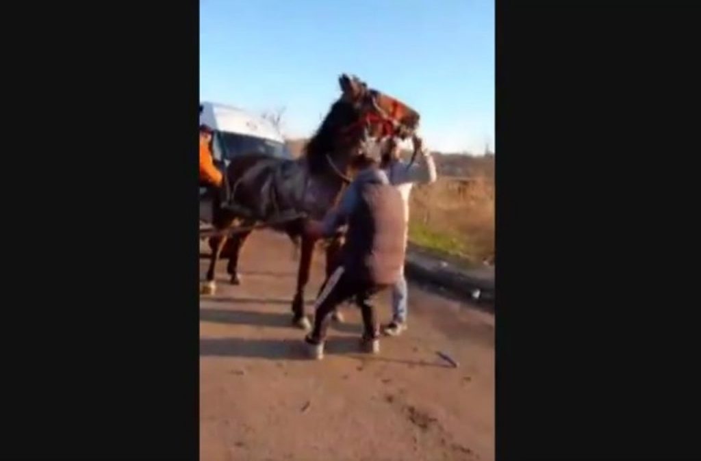Cal maltratat în județul Teleorman. Kola Kariola: „Ne dorim să se distreze și la poliție, când dă cu subsemnatul” (VIDEO)