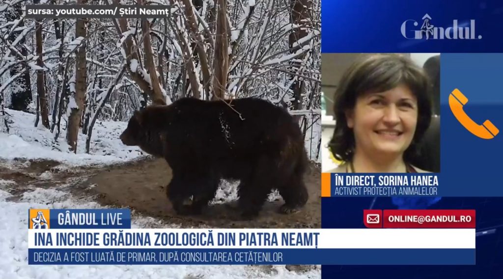 GÂNDUL LIVE. Cazul tragic al ursoaicei Ina / Sorina Hanea, activist pentru Protecția Animalelor: „E foarte simplu să dai un răspuns afirmativ cu un singur clic și apoi să nu se întâmple nimic…”