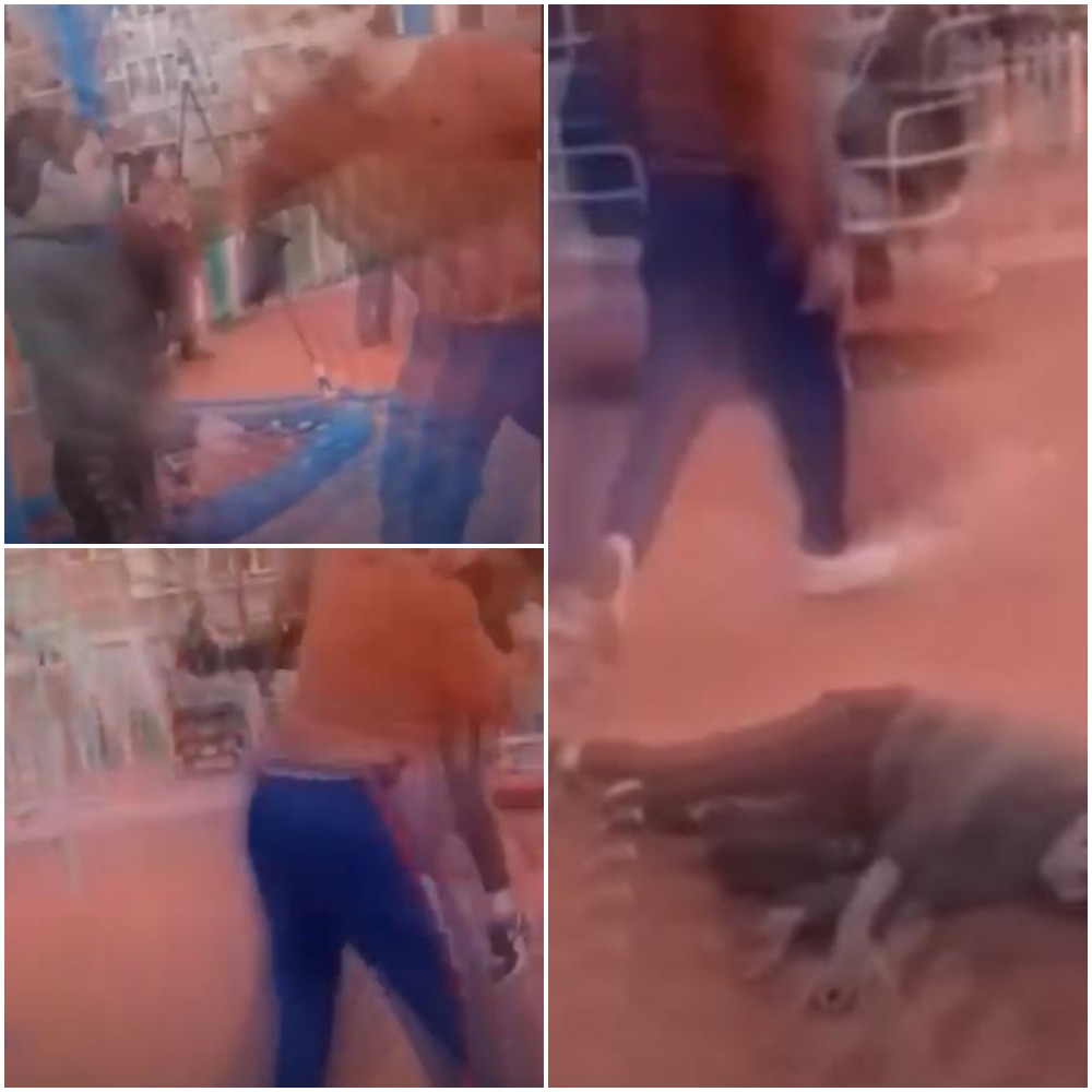 Copil de 13 ani, dat cu capul de pământ de un bărbat, într-un parc din Hunedoara. Agresorul a fost reținut / FOTO + VIDEO