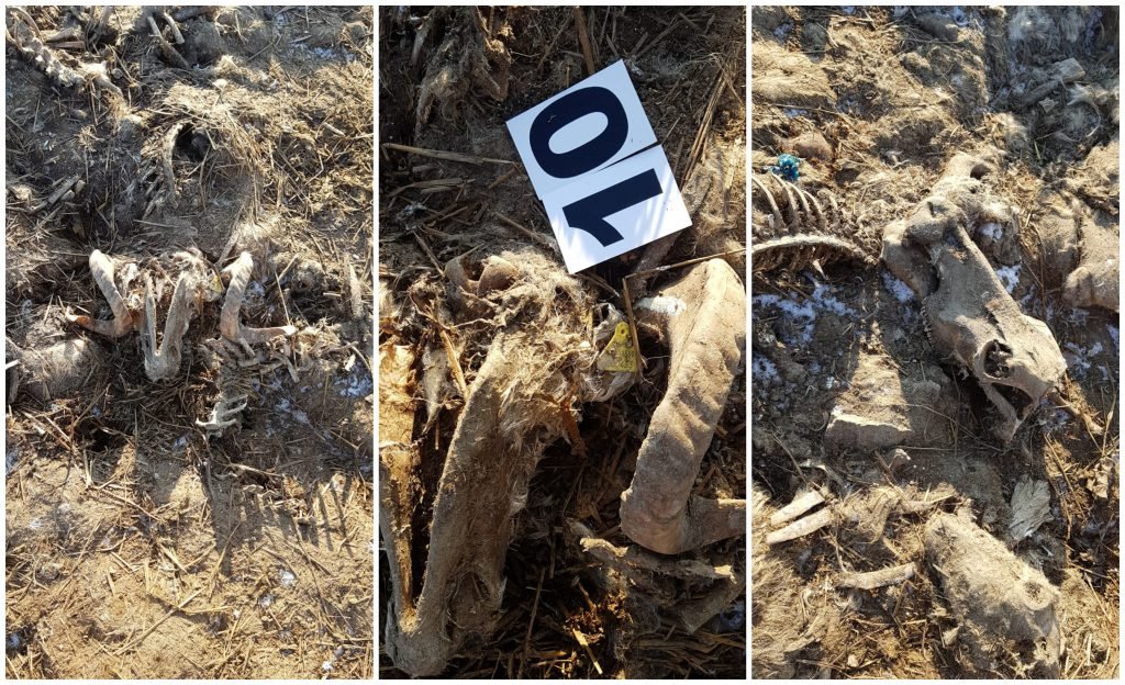 Cimitir ilegal de proporții în comuna Smârdan: „Tone întregi de stârvuri, cadavre de animale îngropate”. Probele luate din apă au arătat prezența amoniul în doze de 30 de ori peste valorile normale