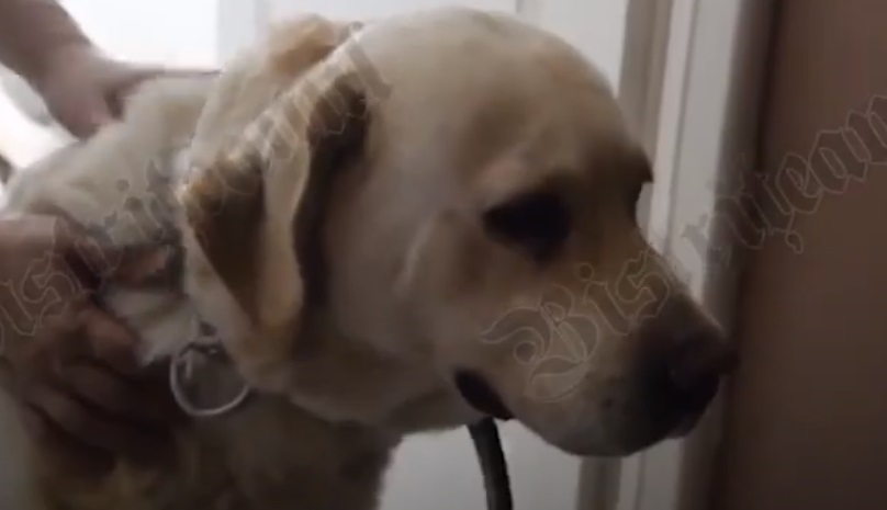 Povestea emoționantă a labradorului care încă își așteaptă stăpânul ucis într-un cumplit accident! „Îi tot curg lacrimi și tot îl caută”- VIDEO
