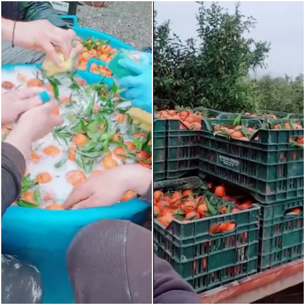 Alertă! Mandarine spălate cu “șampon de vase”. Un grup de români anunță: “Ne dă 7 euro la oră. Ia uitați, frații mei, ce cumpărăm noi din piață!”