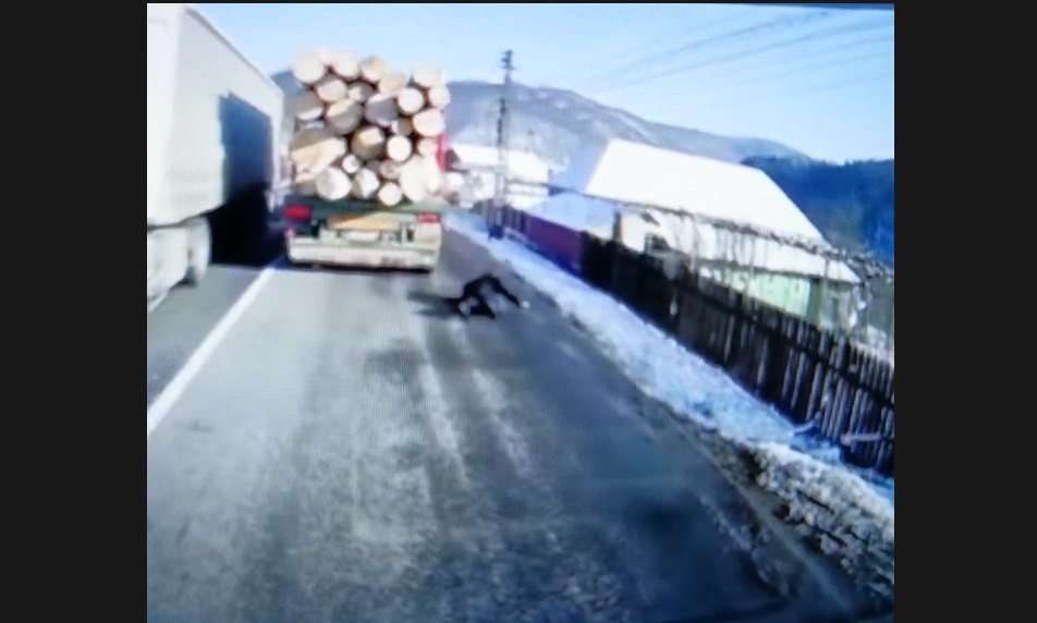 Scene controversate: Un bărbat se izbește intenționat de un tir încărcat cu lemne aflat în mișcare! – VIDEO