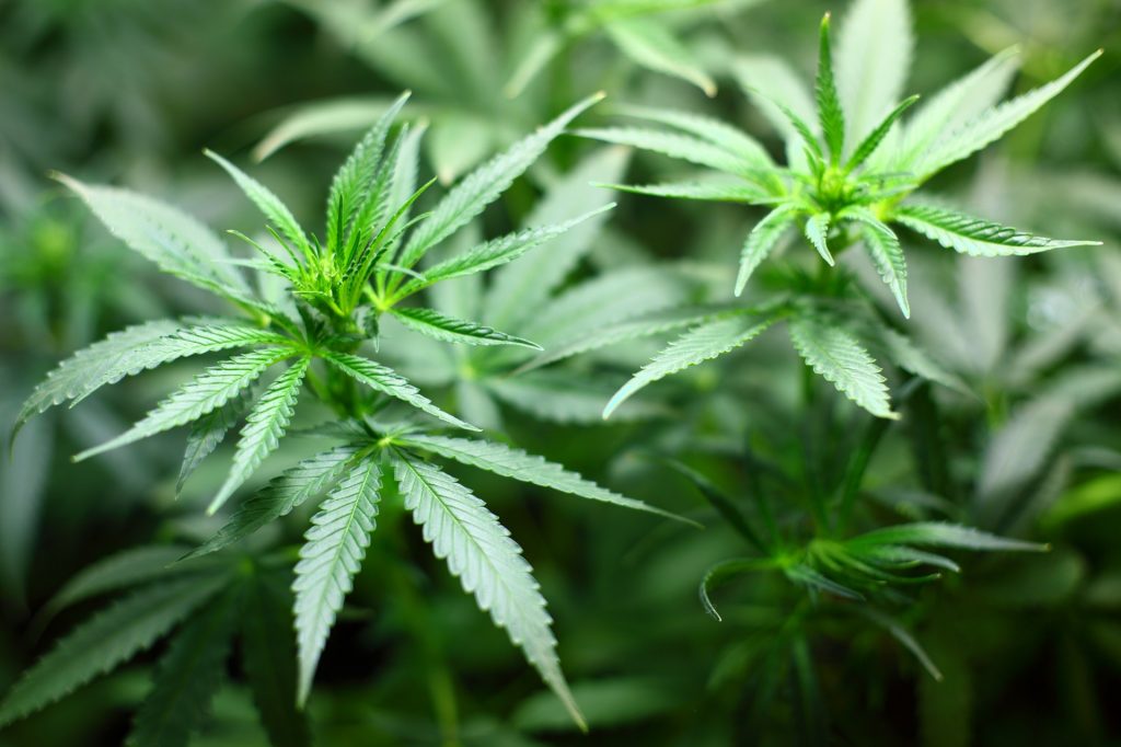 Malta devine prima ţară din Europa care permite cultivarea şi deţinerea de cannabis pentru uz personal