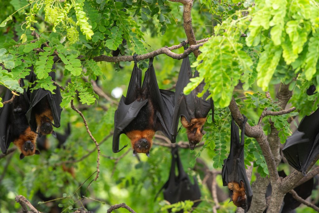 Un nou coronavirus asemănător cu SARS-CoV-2 a fost descoperit la liliecii din Thailanda!