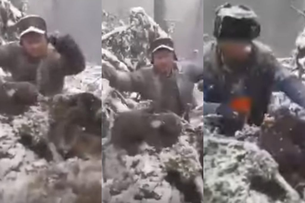 Revoltător! Patru ursuleți sunt scoși brutal din bârlog și aruncați în zăpadă. Cine sunt făptașii (FOTO & VIDEO)