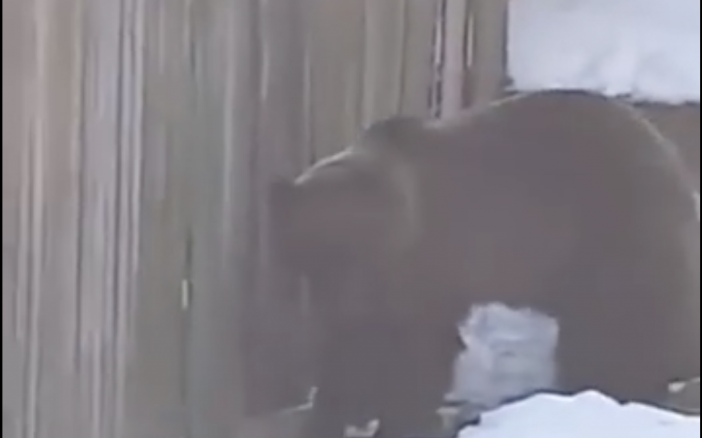Urs filmat când încerca să intre într-o curte din Azuga. Animalul a fost alungat cu greu