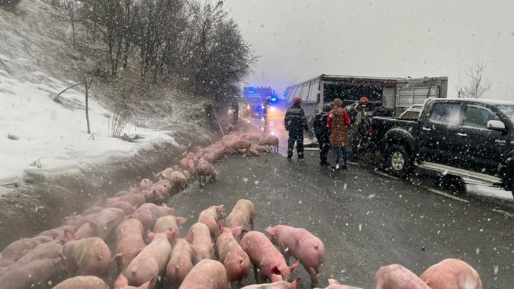 Un TIR cu 600 de porci s-a răsturnat pe DN 17, în Bistrița-Năsăud. 100 de animale nu au supraviețuit (VIDEO)