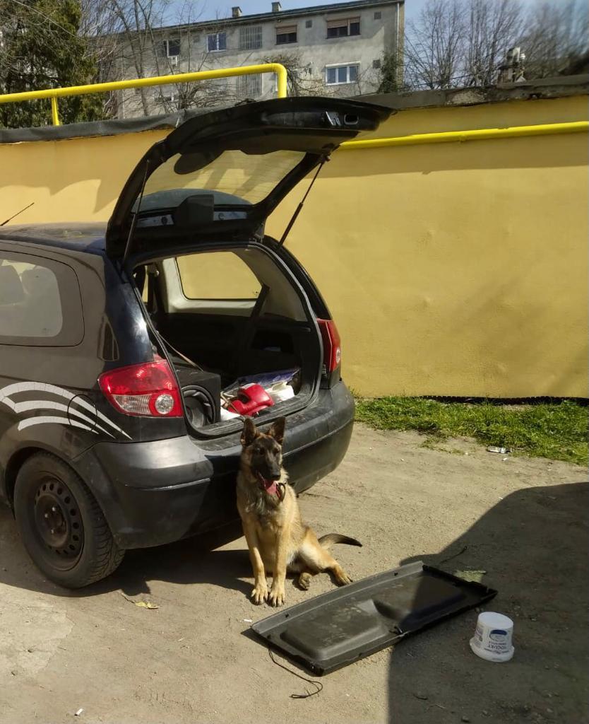 Câine abandonat într-o mașină, în Arad! Animalul, un ciobănesc belgian de aproximativ 9 luni, era legat și a stat așa două zile