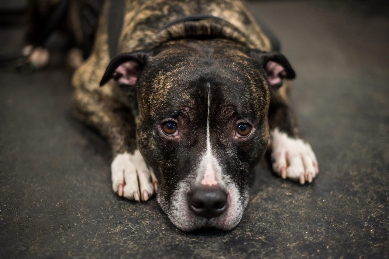 Proprietarul tulcean al unui câine, amendat cu 3.000 de lei pentru că nu i-a asigurat asistenţă veterinară patrupedului rănit