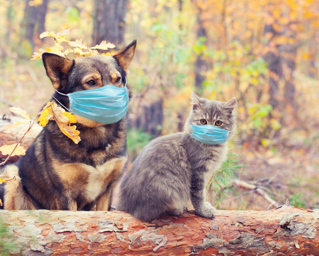 Cum se pot îmbolnăvi de COVID-19 animalele de companie și cum le puteți proteja de virus
