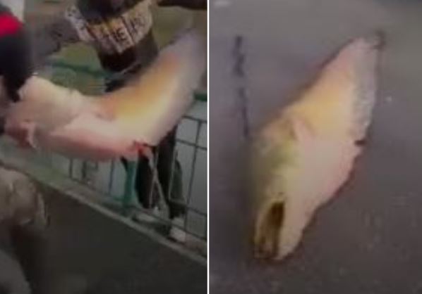 Cum au scos doi bărbați un somn imens, dintr-un lac aflat într-un parc din Craiova. “Când foamea e mare, ce mai contează natura și frumusețea?” / VIDEO