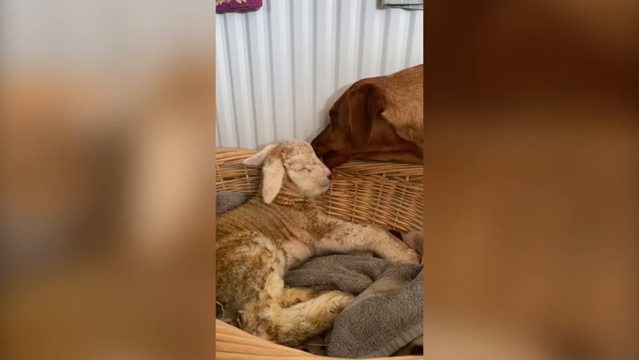 Fotografii adorabile arată legătura uimitoare dintre un câine labrador și un miel. „L-a alăptat și i-a oferit multă afecțiune”