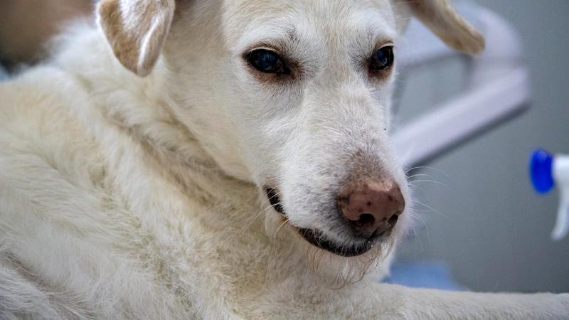 Rusia spune că a produs primul lot de vaccin anti-Covid-19 din lume pentru animale