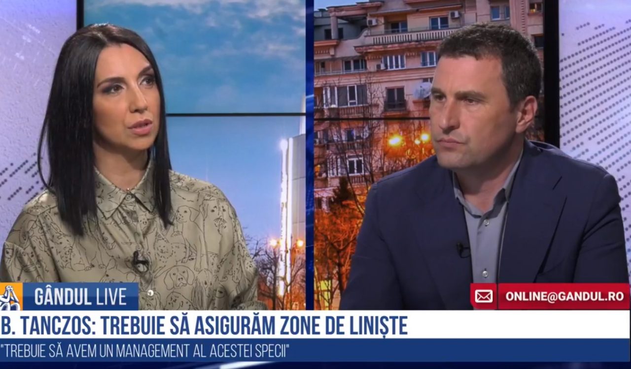 GÂNDUL LIVE. Ministrul Mediului Tánczos Barna, despre problema urșilor: „Exploatările forestiere trebuie regândite” / „Am comandat un studiu pentru evaluarea populației de urs” – VIDEO