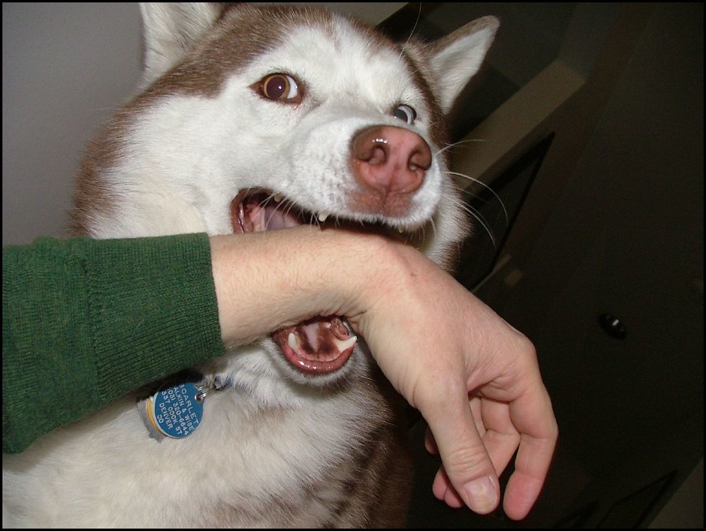 Fetiţă de 12 ani, muşcată de un Husky. Șocant, însă, este ce s-a întâmplat cu stăpâna câinelui!