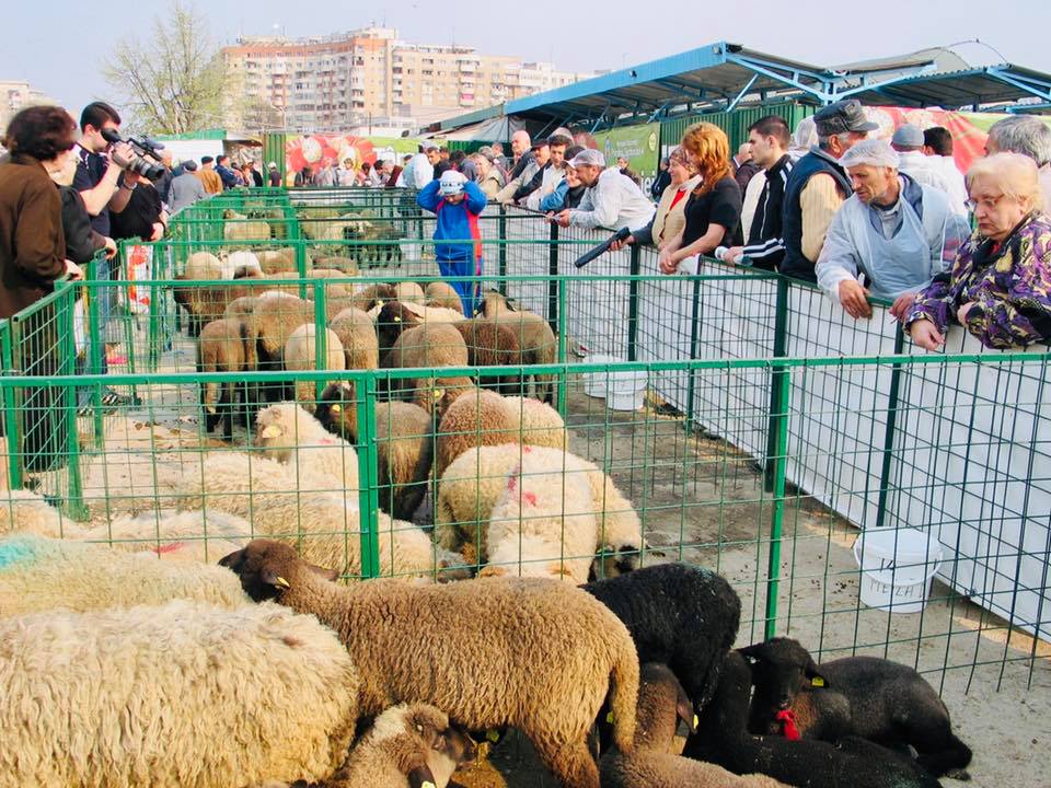 EXCLUSIV GÂNDUL FINANCIAR: Horia Andreșoi, cel mai mare oier din România: Carnea de miel se vinde cu 14 – 15 lei/kg “în viu”. La cât estimează retailerii prețul final în magazine
