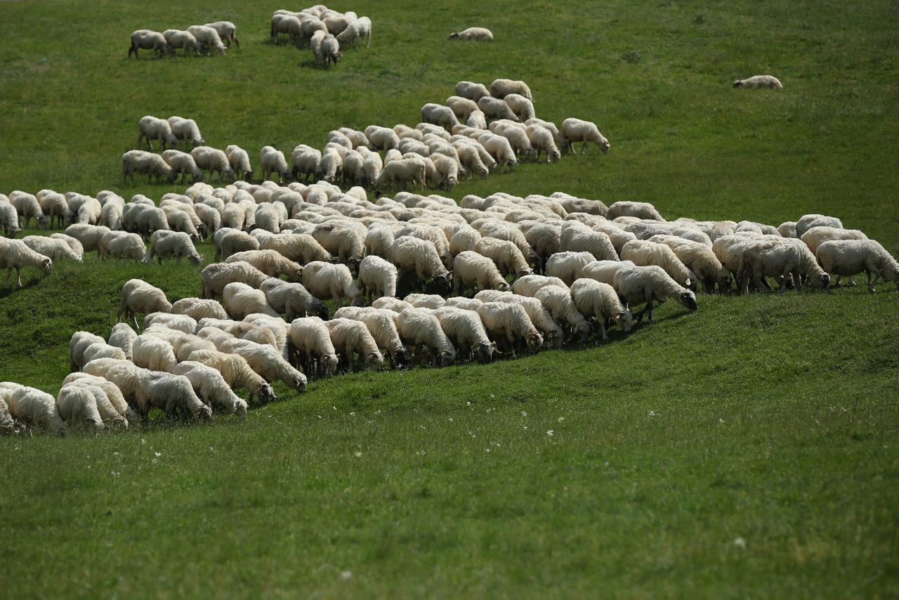 APIA: Platformă online dedicată sectorului zootehnic. Cine sunt beneficiarii