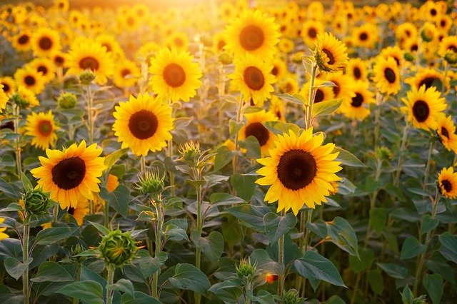 SCUMPIRI: Ce folos că România este cel mai mare producător de floarea-soarelui din UE? Uleiul s-a scumpit cu 10% la raft