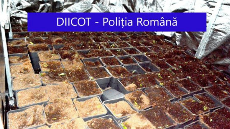 Traficanți de droguri din Galați, prinși când aruncau sute de plante de canabis în apele Dunării