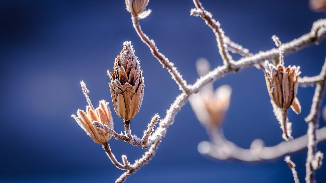 Vremea împarte România în două. Într-o parte e caniculă, iar în cealaltă avem brumă şi temperaturi la limita îngheţului