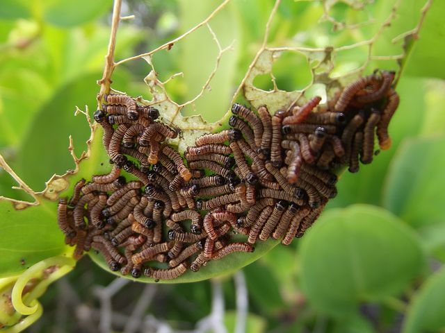 Insectele au fost aprobate ca aliment în UE. Medicul Mihaela Bilic: „Viermele de făină se dezvoltă spontan”