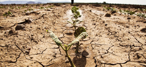 EXCLUSIV/Asigurările agricole, un „rău” necesar în condițiile fenomenelor meteorologice extreme tot mai dese. Cine și ce se asigură în România