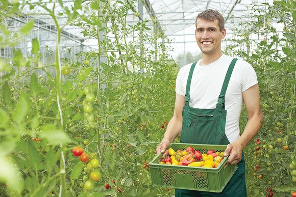 SPRIJIN: Subventie de 4.800 euro/ha pentru legumele cultivate în sere și solarii. APIA plătește sprijinul cuplat în sectorul vegetal pentru Campania 2020