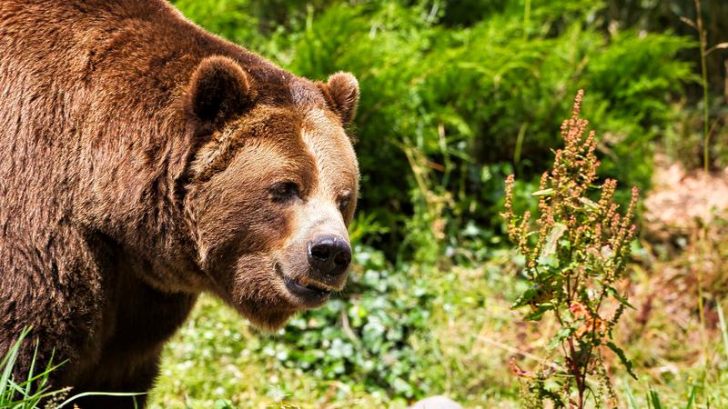 Doi bărbați au fost atacați de un urs, într-o localitate din Mehedinți. A fost transmis mesaj de avertizare RO-Alert