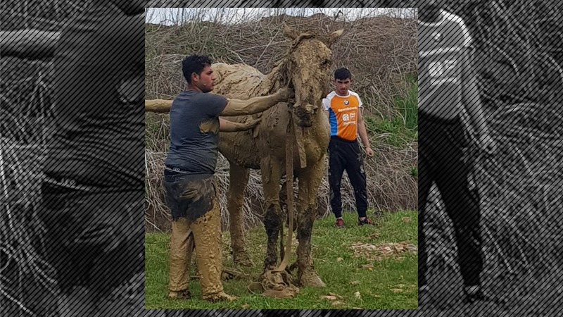 Cal salvat de pompierii din Sibiu. Animalul căzuse într-un canal