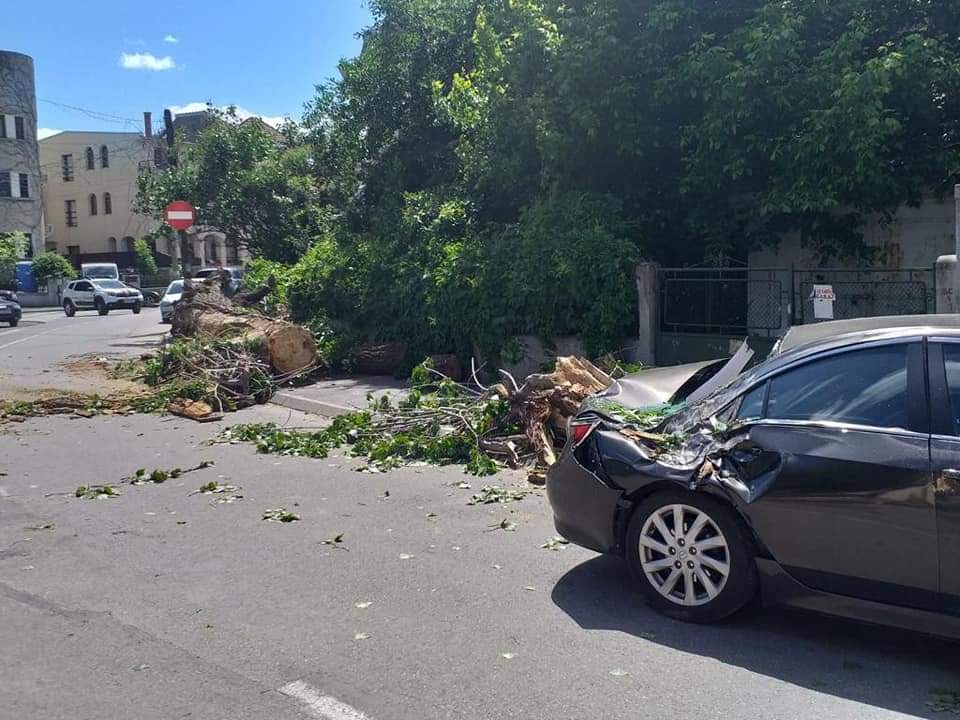 Zeci de copaci rupți de vânt în București, căzuți pe mașini / FOTO