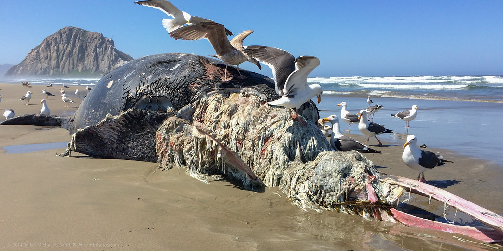 12 balene moarte în Golful San Francisco de la începutul anului încoace