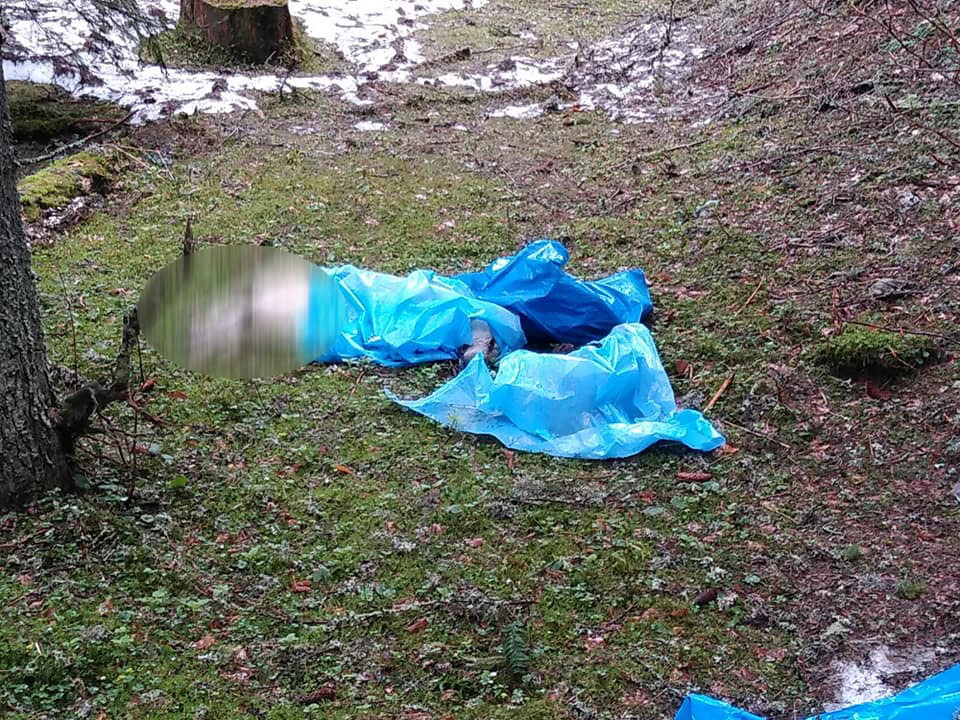 27 de câini, printre care 19 pui, au fost masacrați și abandonați în Parcul Național Retezat (FOTO)