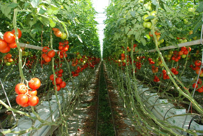 AGRICULTURĂ. Legumicultorii cer guvernanților să aprobe de urgență programul de susţinere a producţiei în spaţii protejate