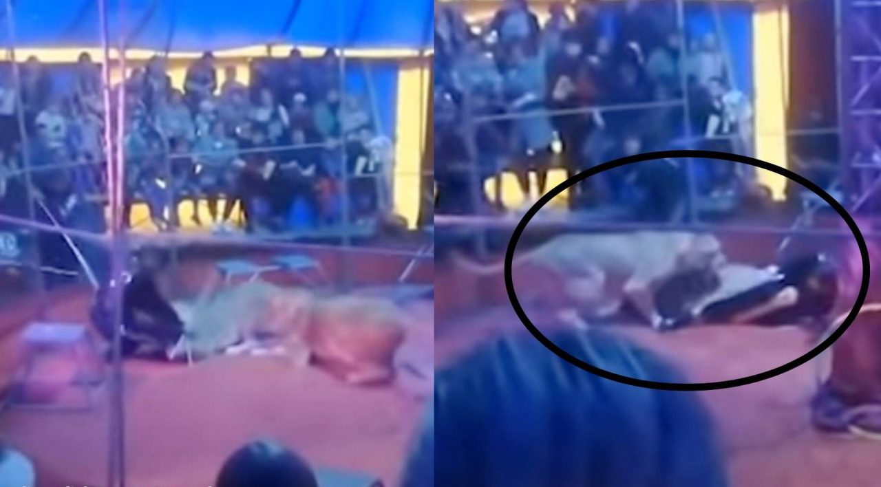 Un leu își atacă dresorul în timpul unui spectacol de circ în Rusia (VIDEO)