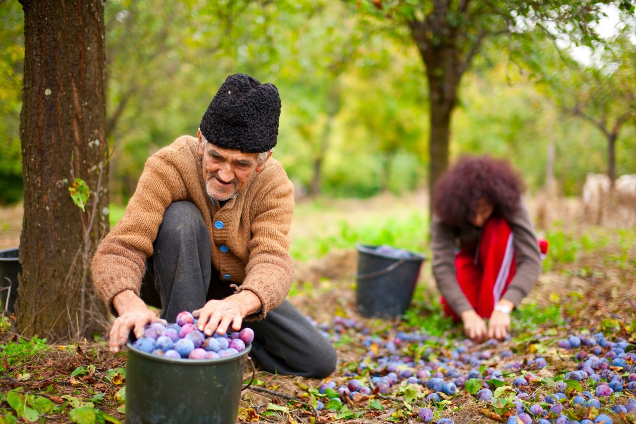 STATISTICĂ: Recensământul General Agricol (RGA) 2020 are loc în perioada 10 mai – 31 iulie 2021. Ce instituții sunt implicate