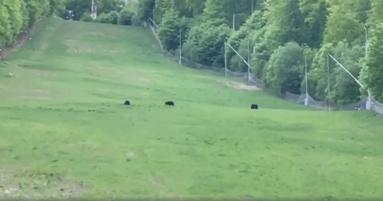 Urși filmați la plimbare în stațiunea Șugaș Băi. Imaginile au devenit virale (VIDEO)