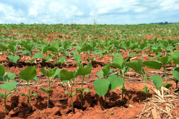 Plantele modificate genetic și agricultura rezilientă la schimbările climatice